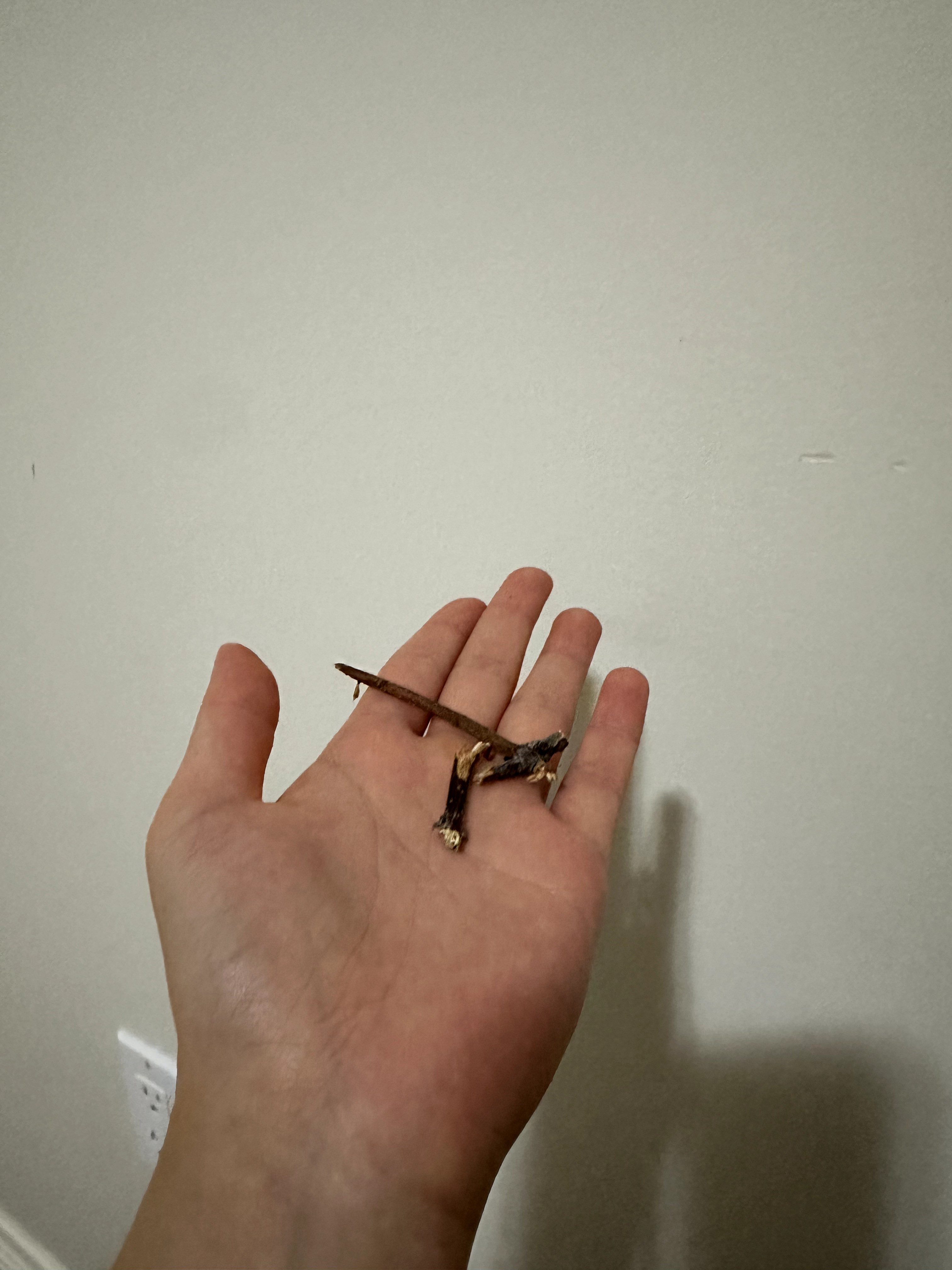 Orange Peach Tree Card - Image 3